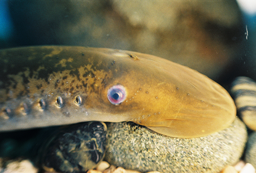 Close up of lamprey head suckered on to a rock.  Eye and gills are prominent.